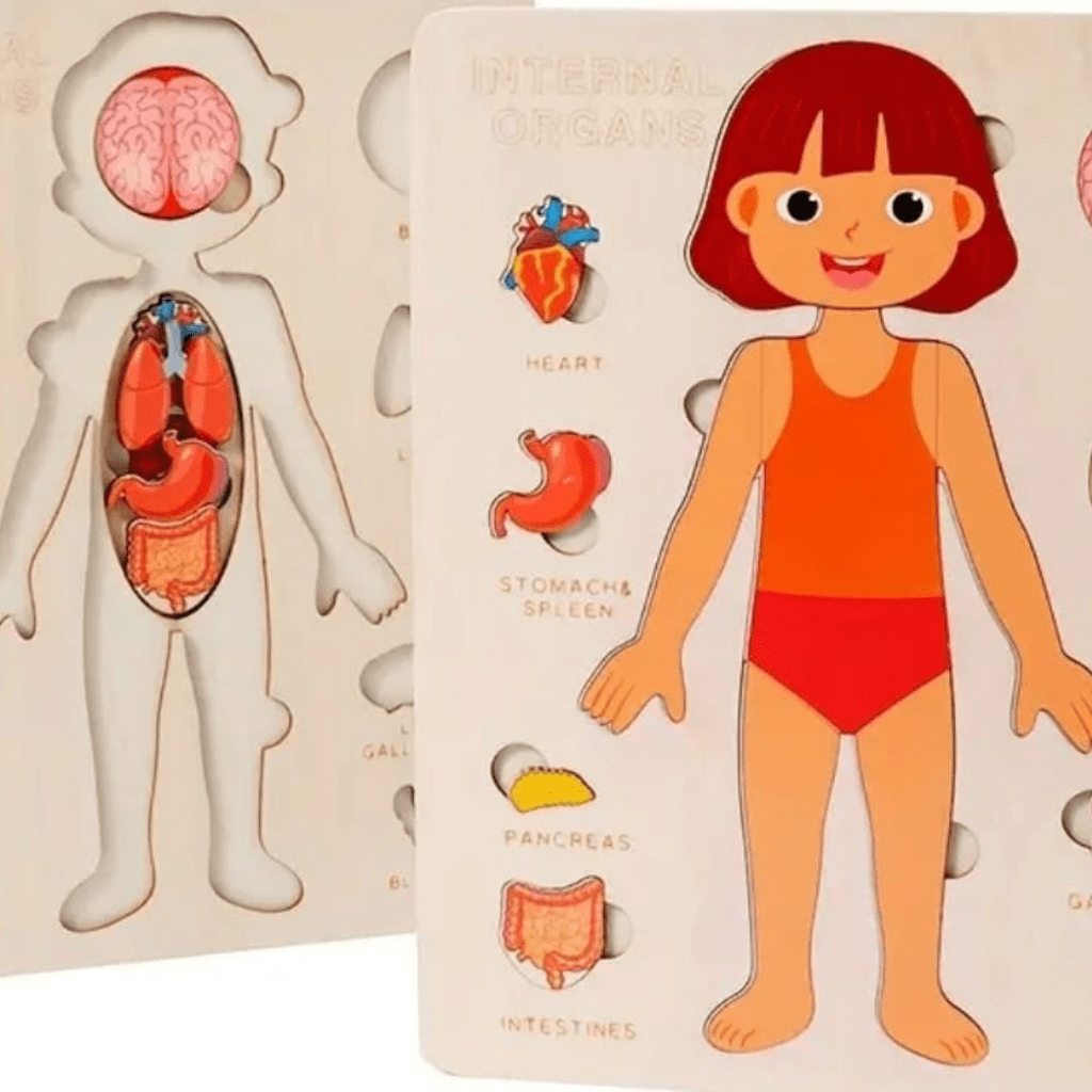 Internal Organ Wooden Puzzle