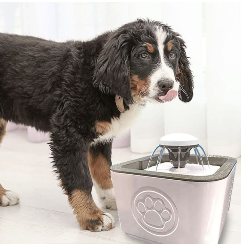 Pet Water Fountain
