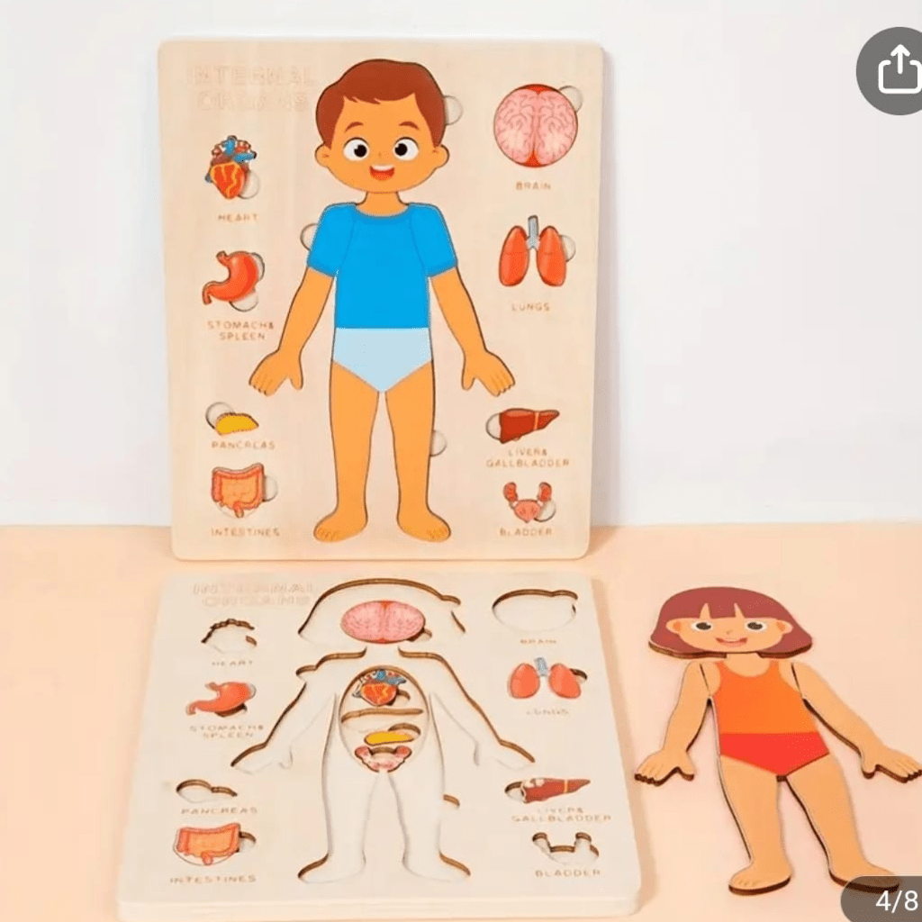 Internal Organ Wooden Puzzle